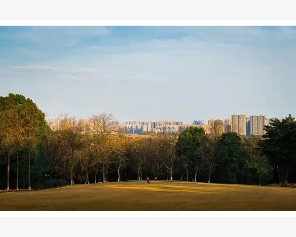 吃凉的梨可化痰：中医视角下的痰湿症处理方法